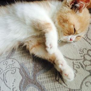 日本yx×做爰视频无码
